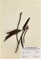 藏品(臺灣杜鵑)的圖片